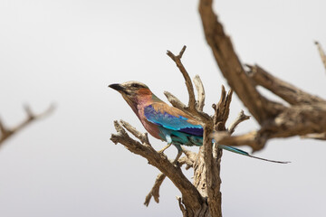 Lilac-breasted Roller (Coracias caudatus)  Kalahari, Northern Cape, South Africa