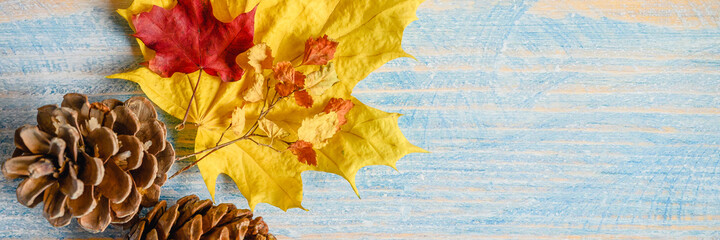 Naklejka na ściany i meble red and yellow dry autumn maple leaves, fall twigs and cedar cones on a blue wooden table or background. fall materials for children's creativity and crafts. space for text. banner