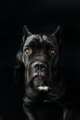 Black cane corso portrait in studio on black background. Black dog on the black background.