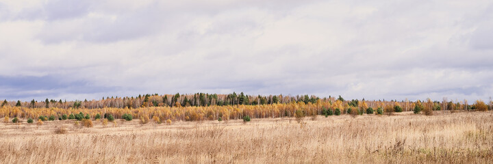 autumn plain landscape. fall low sky with clouds, trees with yellow falling leaves and a field with withered grass. banner