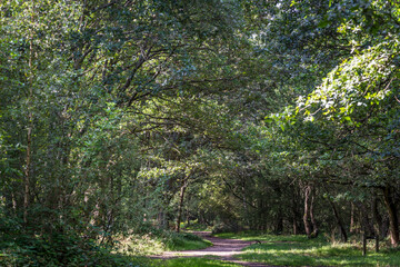 Epsom common, a Nature reserve in Surrey near Epsom, England, UK