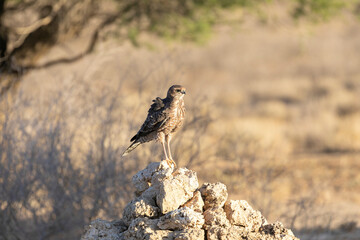 Pale Chanting Goshawk juvenile (Melierax canorus) perched on rocks at sunset hunting, Kalahari, Northern Cape, South Africa, habitat shot