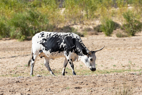 Nguni Cow, Cattle,  a hardy hybrid breed indigenous to South Africa, in a pasture in the Western Cape
