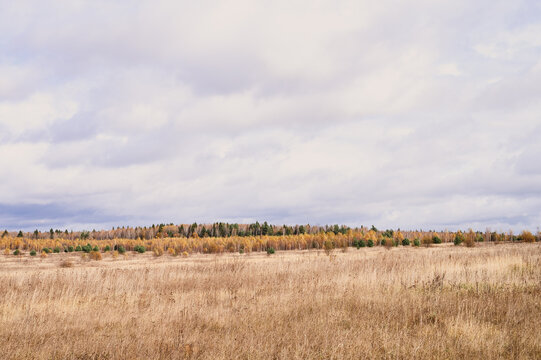 Autumn Plain Landscape. Fall Low Sky With Clouds, Trees With Yellow Falling Leaves And A Field With Withered Grass