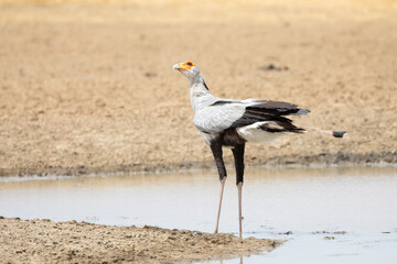 Secretarybird / Secretary Bird (Sagittarius serpentarius)  Kalahari, Northern Cape, South Africa keeping a watchful eye on the sky. Endangered species under threat of extinction
