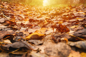 autumn forest landscape. open forest road strewn with fall red yellow orange fallen foliage and trees with falling leaves on the side of the way. travel to russia. flare