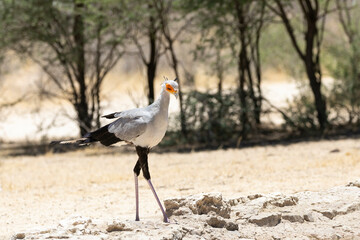 Secretarybird / Secretary Bird (Sagittarius serpentarius) Kgalagadi Transfrontier Park, Kalahari, Northern Cape, South Africa