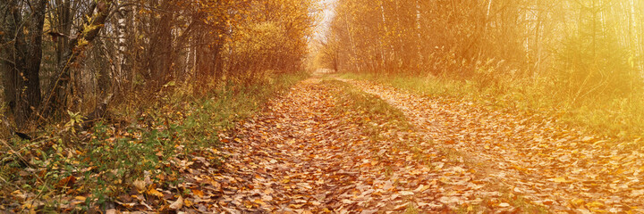 autumn forest landscape. open forest road strewn with fall red yellow orange fallen foliage and trees with falling leaves on the side of the way. travel to russia. banner. flare