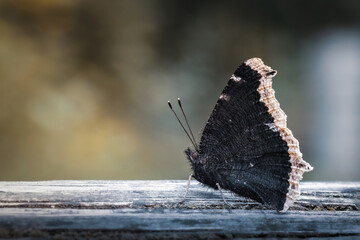 butterfly