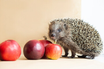 smiling cute hedgehog looking at the camera with red apples on a beige background with copy space for text. Back to school concept. Autumn Harvest Promotional Concept Layout.
