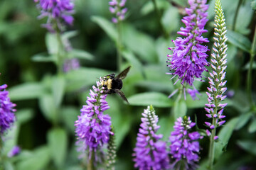 Balancing Act Bumble Bee