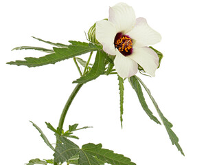 Flower of annual hibiscus, isolated on white background