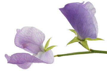 Violet flower of sweet pea, isolated on white background