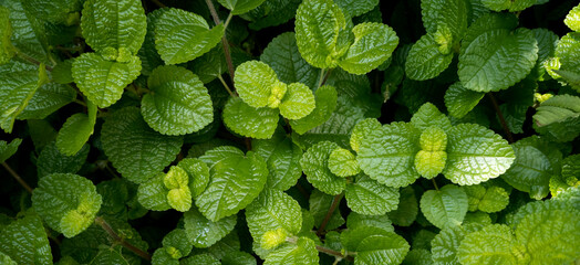 closeup natural fresh green mint leaves background in the garden with copy space. banner and...