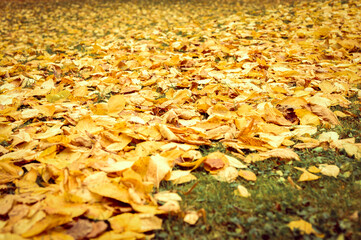 autumn fallen leaves of a elm tree on the ground on the green grass. fall foliage on the land