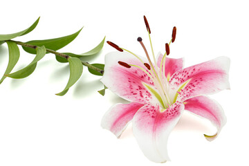 Big white-pink flower of lily, isolated on white background