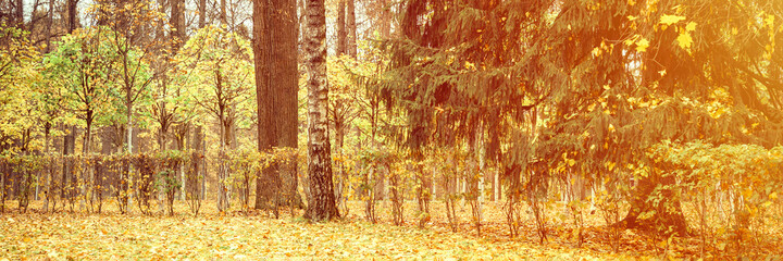 autumn city park or forest, fall trees and fallen yellow orange foliage on the ground. banner. flare