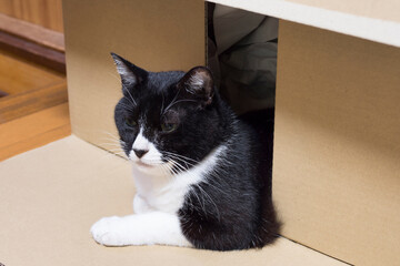 ハチワレ猫のマイホーム