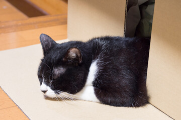 ダンボールとハチワレ猫