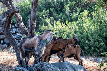 Fototapeta na wymiar wild goats graze on the slopes of Crete 
