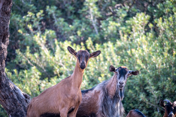 wild goats graze on the slopes of Crete 