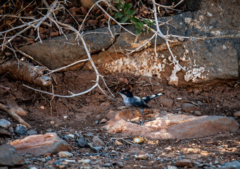wild birds in natural conditions against the backdrop of the landscape of the mountains of Crete 