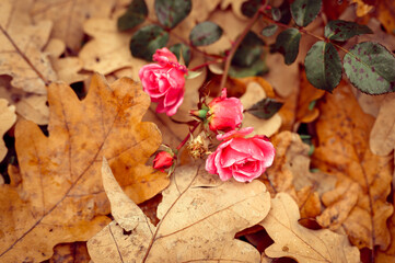a pink garden rose flower in full bloom on fallen autumn orange oak leaves