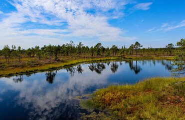Fototapeta na wymiar Landscape with a lake in a swamp