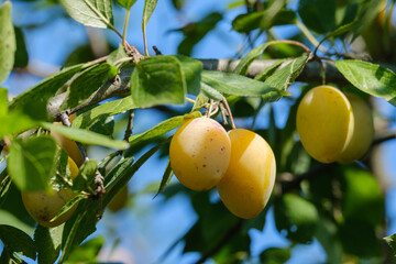 yellow ripe plums on a tree branch