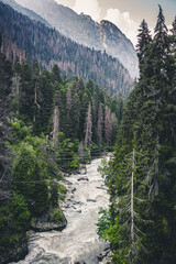 forest in the mountains