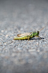 green grasshopper on asphalt