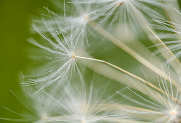 detail of dandelion seed head parachutes