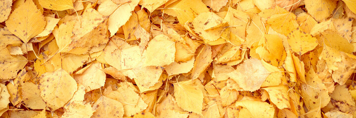 background of autumn fallen leaves of a birch tree. yellow and orange fall foliage on the ground. top view. banner