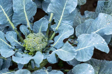 Broccoli head close-up in raindrops on the garden bed. The concept of healthy farm products....