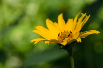 yellow flower