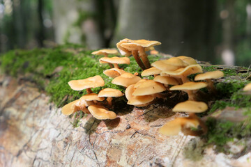 Mushrooms growing on the fallen tree in forest.