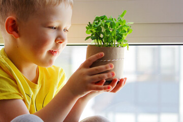 a child is holding a jar of green peas grown at home. the concept of waste-free agriculture. Self-sufficiency of the house.
