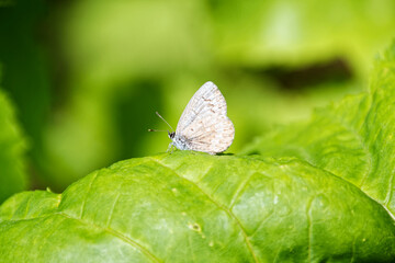 Fototapeta na wymiar butterfly on a green leaf