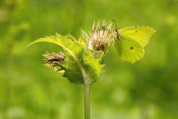 A yellow brimstone butterfly sitting on a thistle plant growing in a meadow on a sunny summer day....