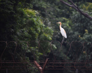 a bird is sitting in the wire 