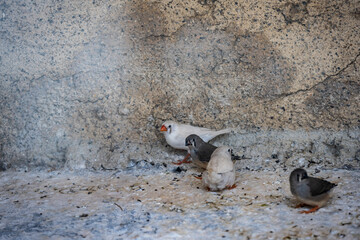 Fototapeta premium beautiful unusual birds with a red beak 