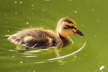 Small duckling swimming in a lake