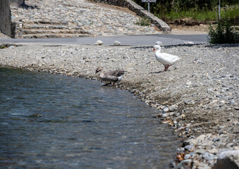 Obraz premium beautiful unusual birds with a red beak 