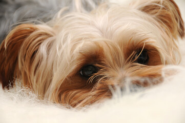 Perro yorkshire