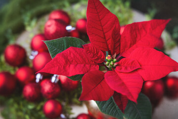 Single Red Poinsettia Surrounded by Red Christmas Balls and Greenery