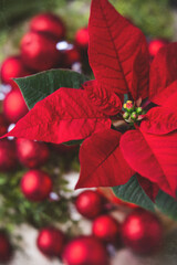 Single Red Poinsettia Surrounded by Red Christmas Balls and Greenery