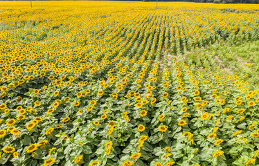 Sunflower field with cloudy blue sky, aerial bird-eye view.