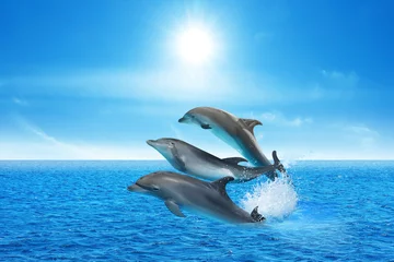 Fotobehang Beautiful bottlenose dolphins jumping out of sea with clear blue water on sunny day © New Africa
