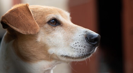 Close up on a dog Jack Russell Terrier
