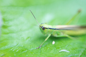 Macro shot of green grasshopper